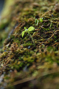生机勃勃的小植物背景图片