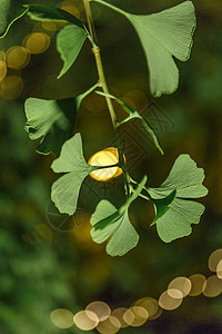 透过树叶的斑斓灯光图片