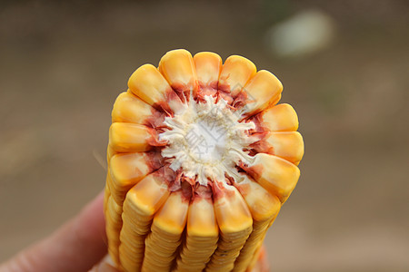 陈粒玉米横截面背景