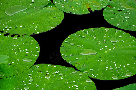 水生植物背景图片