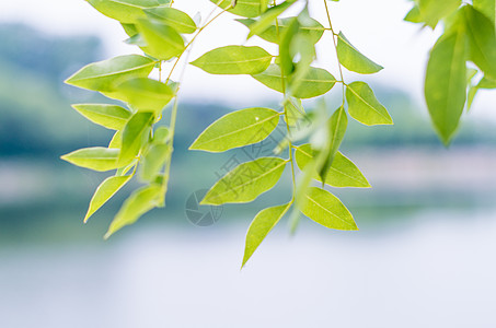 云南植物夏天的花草与植物背景