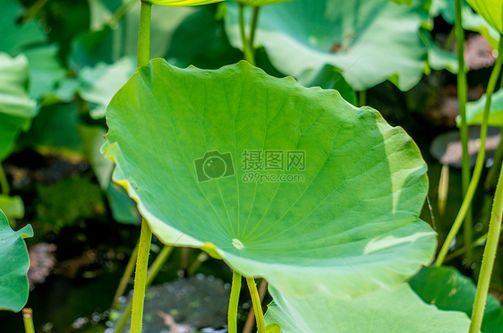 满屏的荷叶图片