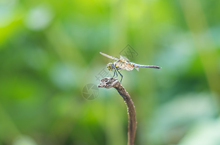 蜻蜓与断茎背景图片