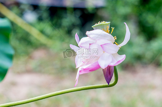 各种姿态的荷花与莲蓬图片