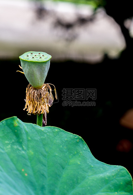 各种姿态的荷花与莲蓬图片