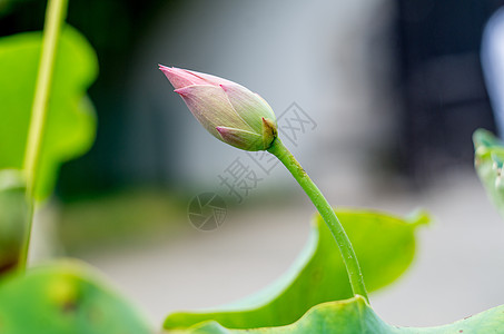 各种姿态的荷花与莲蓬背景图片