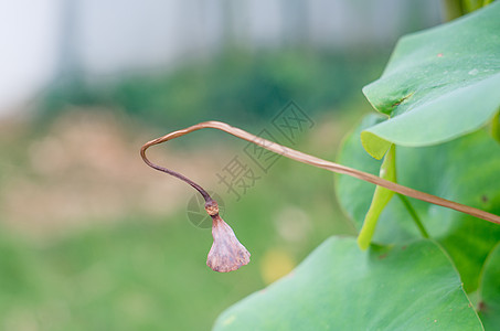 各种姿态的荷花与莲蓬图片