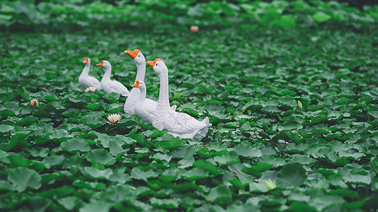 荷塘白鹅绿色动物高清图片