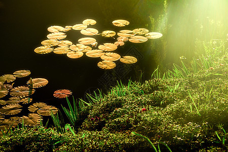 水中花照片 水中花背景 水中花摄影图片下载 摄图网