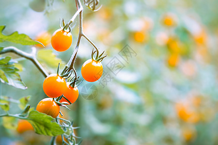 樱桃番茄黄色樱桃高清图片