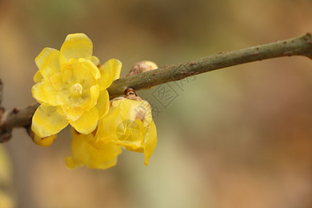 花瓣和树叶黄色小花背景