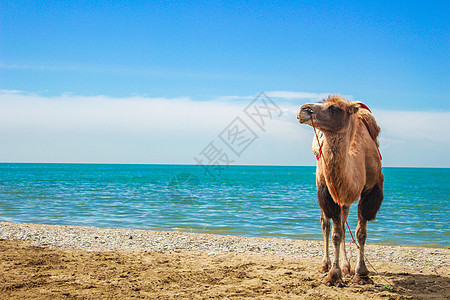 青海湖边的骆驼背景图片