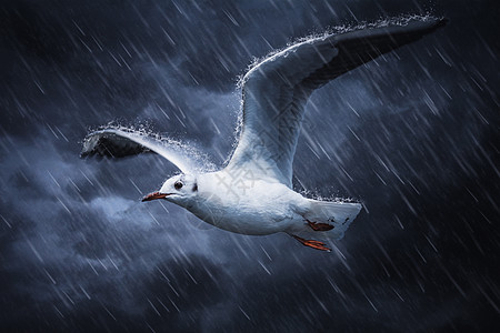 展翅的鸟暴雨中展翅翱翔的海燕背景