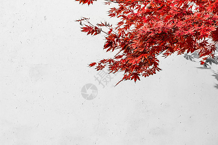 秋天白墙红叶图片