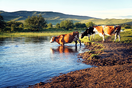 牧童坐在牛上草原上河边的牛群背景