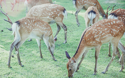 奈良的鹿图片
