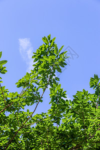 夏日里的绿色植物图片