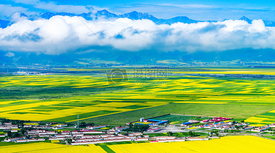 云海油菜花图片