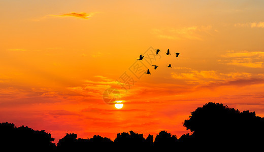 落日飞鸟背景图片