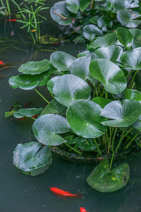 夏日水草图片