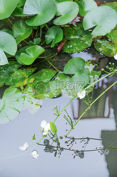 夏日水草图片