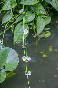 夏日水草图片