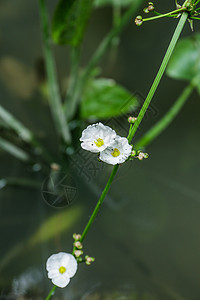 夏日水草背景图片