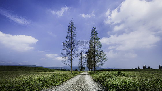 蓝天下的石路与杉树图片
