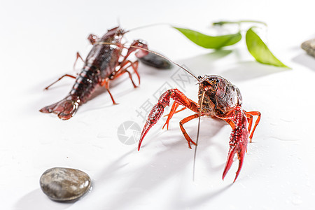 小龙虾蚂蚁美食素材高清图片