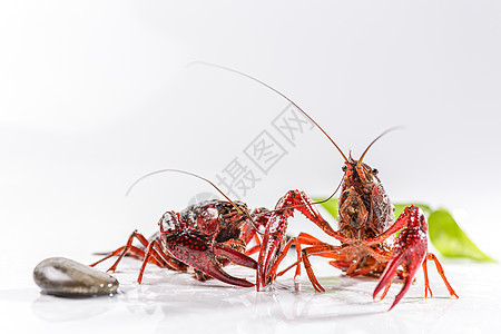 小龙虾蚂蚁美食素材高清图片