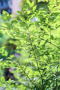 植物背景壁纸图片