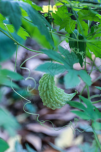 花玉米晨曦的田野背景