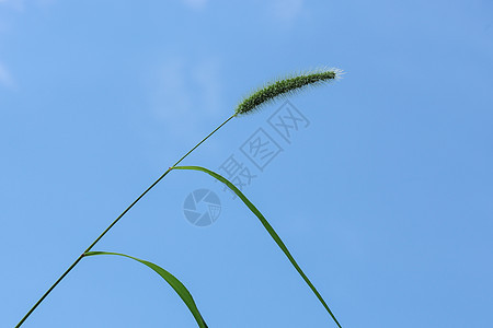 晨曦的田野背景图片