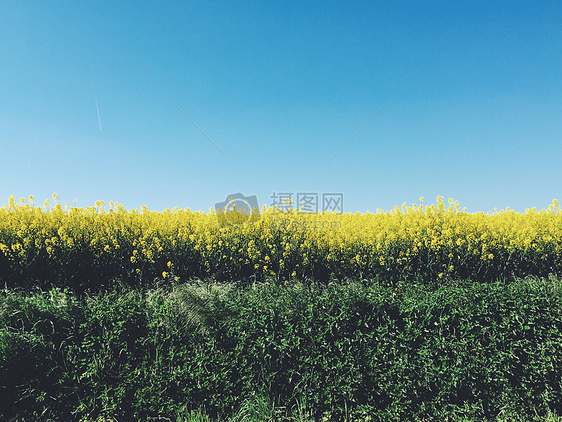 黄绿蓝春天郊野的色彩油菜花田图片