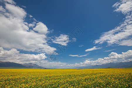 门源油菜花背景