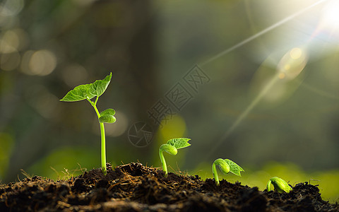 发芽的植物图片