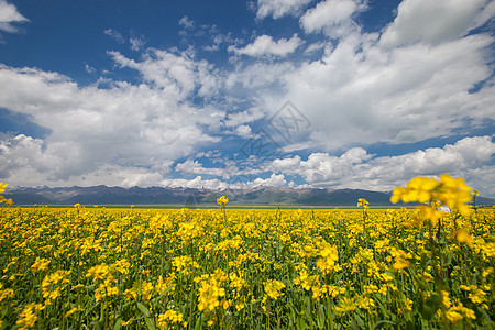 门源油菜花海门源油菜花背景