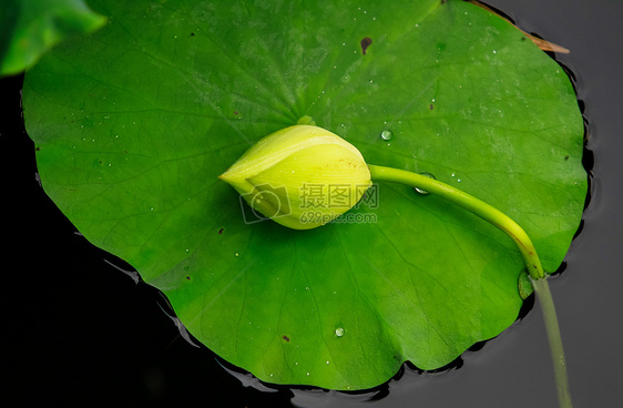 水中莲图片