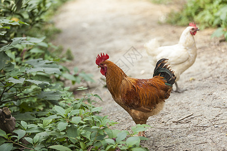 山地养殖本鸡土鸡背景图片