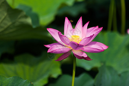 荷花背景图片