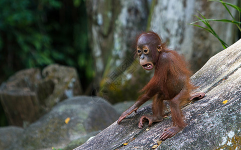 红毛猩猩野生动物小猩猩高清图片