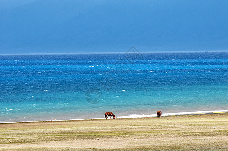 清澈的海水新疆赛里木湖骏马背景