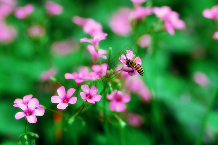 蜜蜂图片