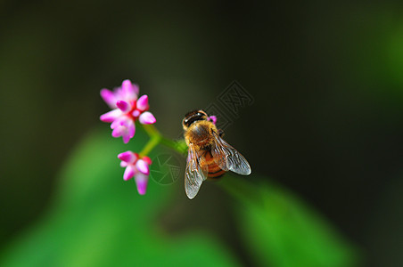 花微距蜜蜂背景