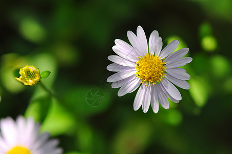 菊花花卉边框野菊花小雏菊背景