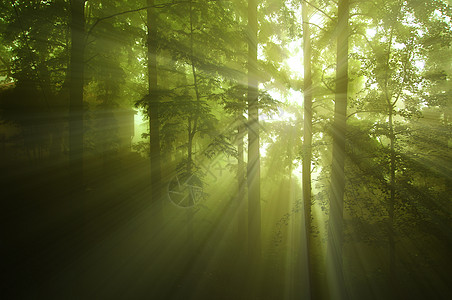 迷雾森林大暑树林雾高清图片