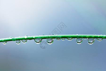 雨后植物雨后露珠背景