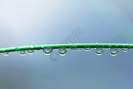 雨后露珠图片