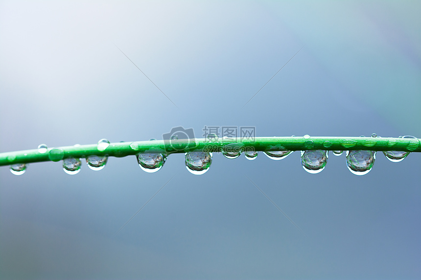 雨后露珠图片