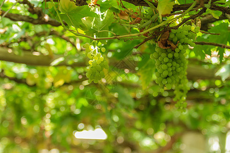 新疆葡萄背景图片